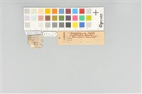五色鳥藏品圖，第20張